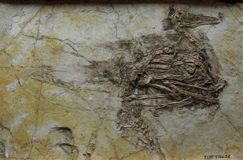 dinosaur fossils in china.